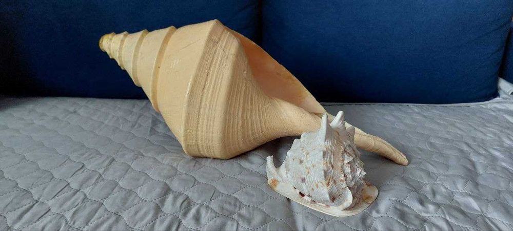 Syrinx Aruanus Concha *róg sygnałowy XXXL* 62 cm +Cassis Cornuta 20cm