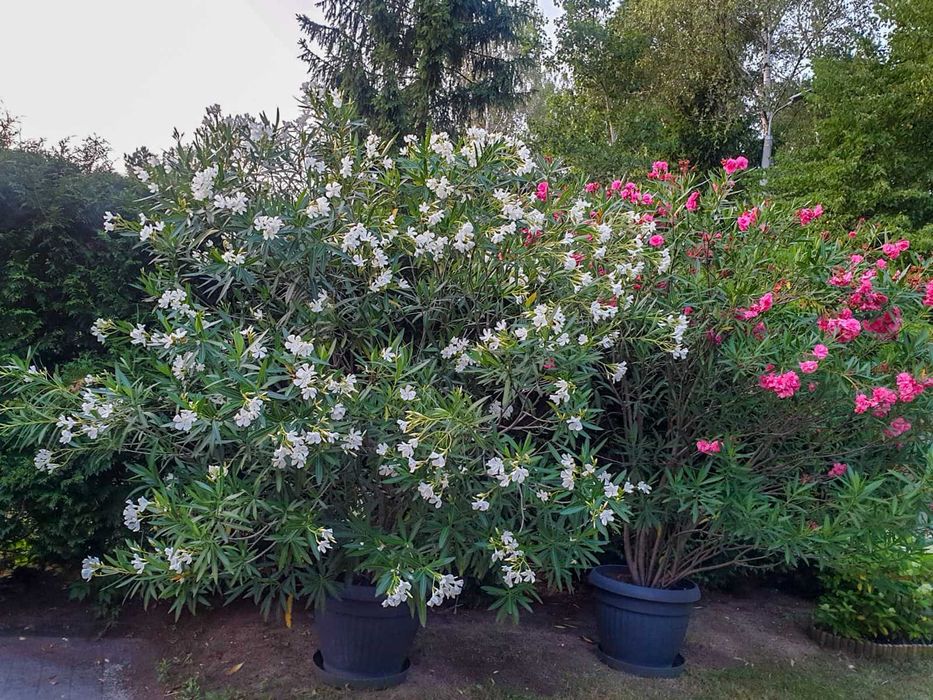 Duży Kwiat Ogrodowy Oleander 3 m, Różowy i Biały