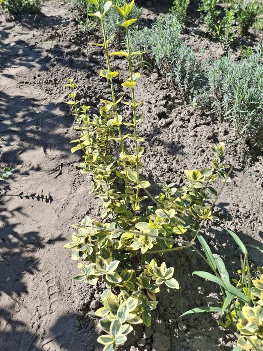 Саджанці лаванди,бересклета,ромашки та інших рослин