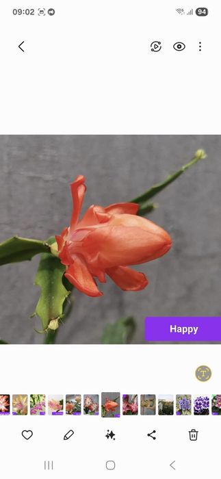 Шлюмбергера укорененные