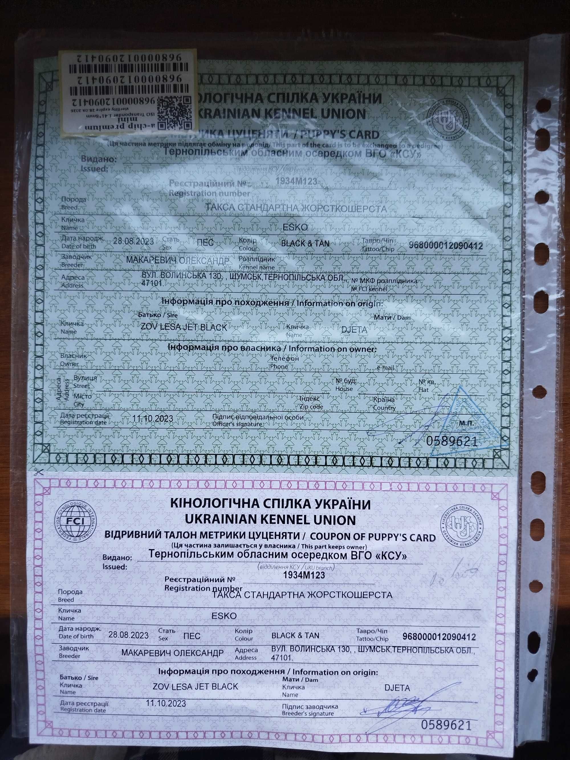 такса жорсткошерста / такса мисливська