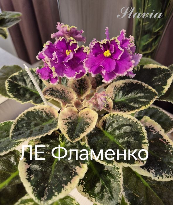 Сортові фіалки (фиалки, сенполії, сенполии)