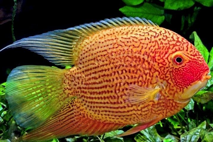 Северум Червона Перлина Heros severus Red Pearl