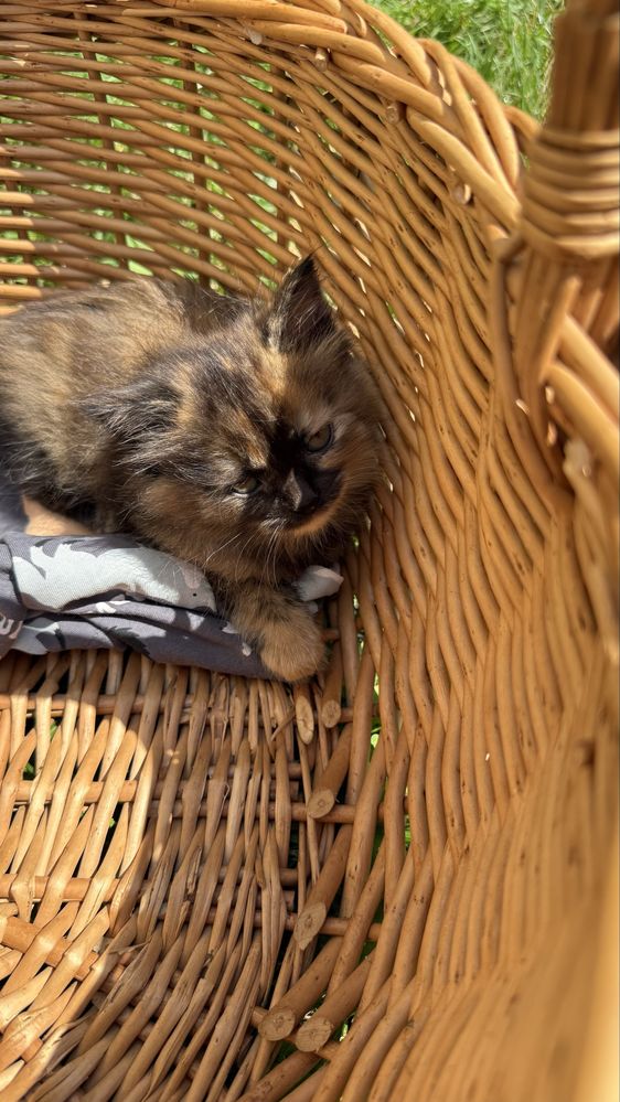Кошеня кіт киця котенята