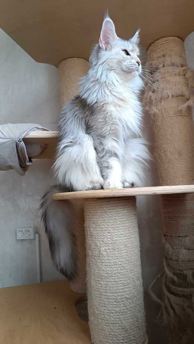 Красавица взрослая девочка Мейн кун 2 года