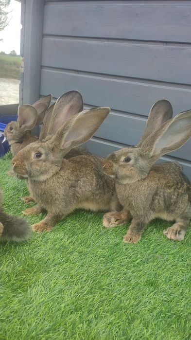 Olbrzym belgijski szary BOS z rodowodem