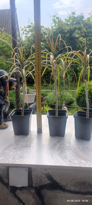 Продам вазон драцену