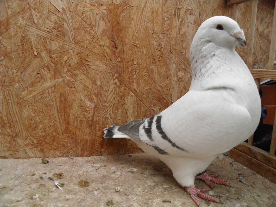 Gołębie, Polski Pocztowy Wystawowy, Standard