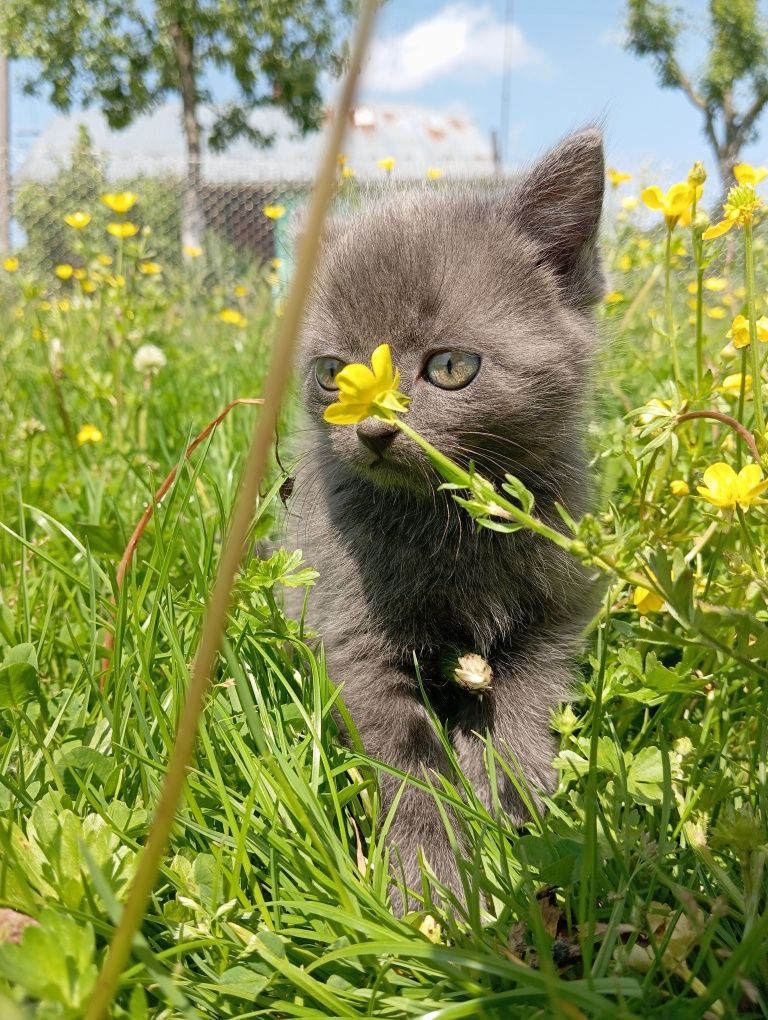 Кошенята в добрі руки