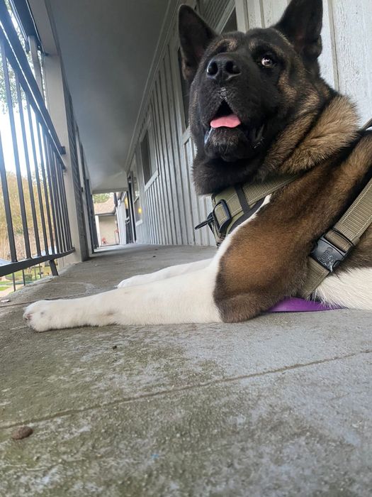 Вязка американська акіта