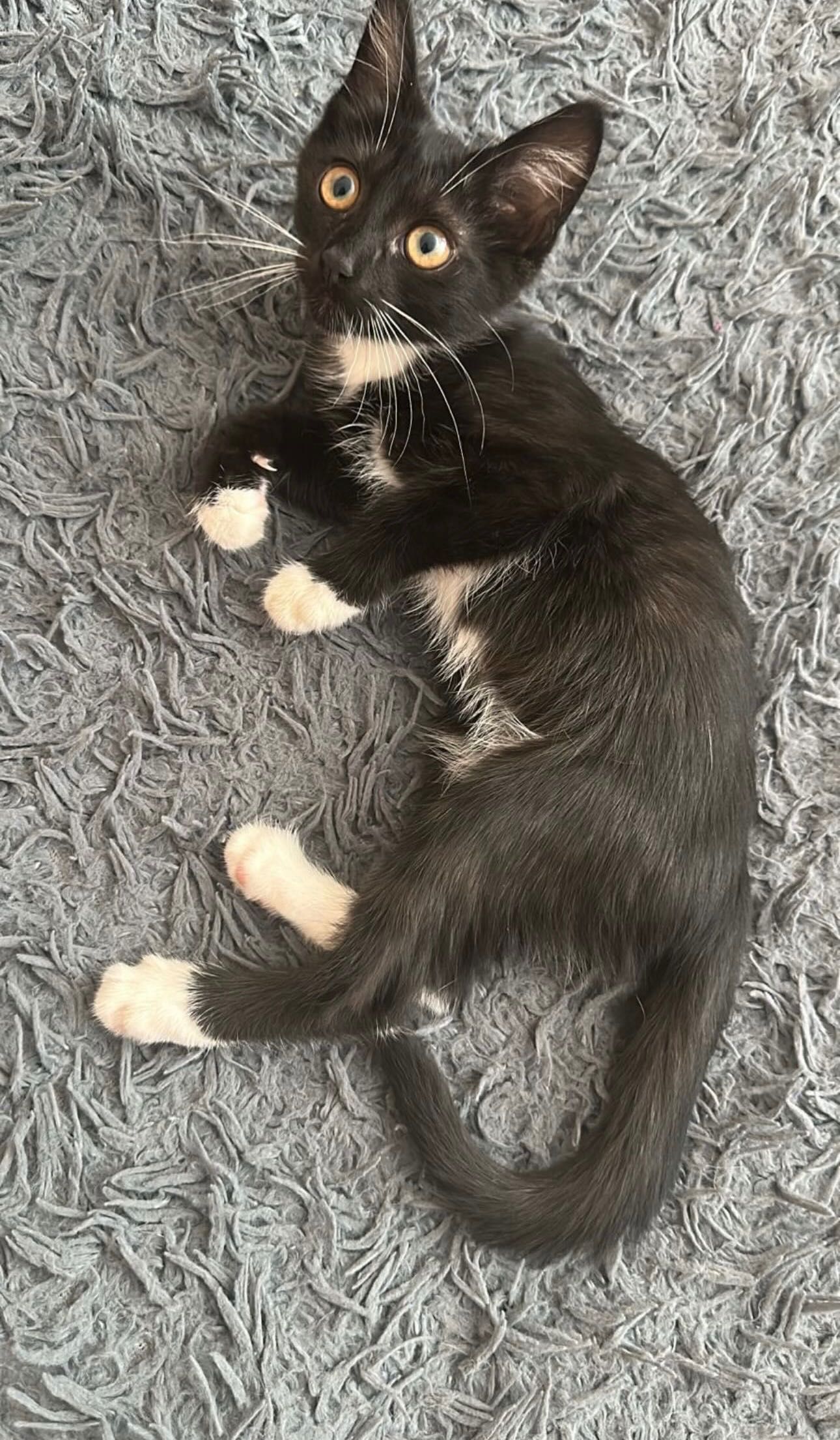 Котик хлопчик три місяці
