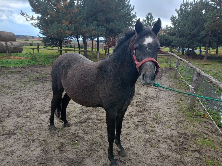 Sprzedam dwie klacze!