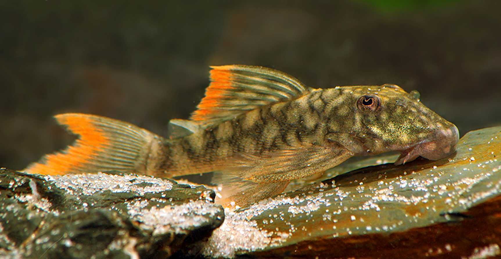 Glonojad L106 - Guyanancistrus guahiborum - ODŁÓW - WF - dowóz
