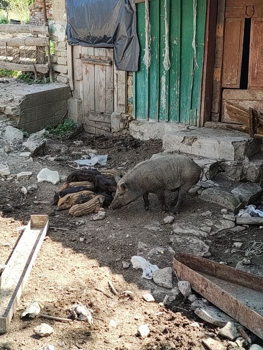 Продаю поросята породи кармали