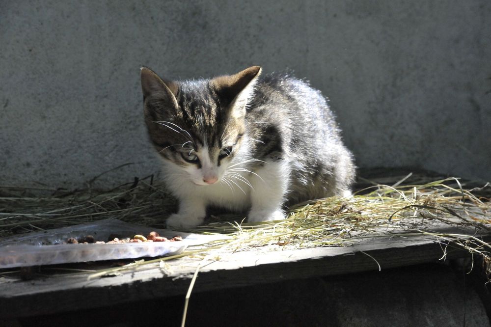 Koty z działek szukają domów do adopcji