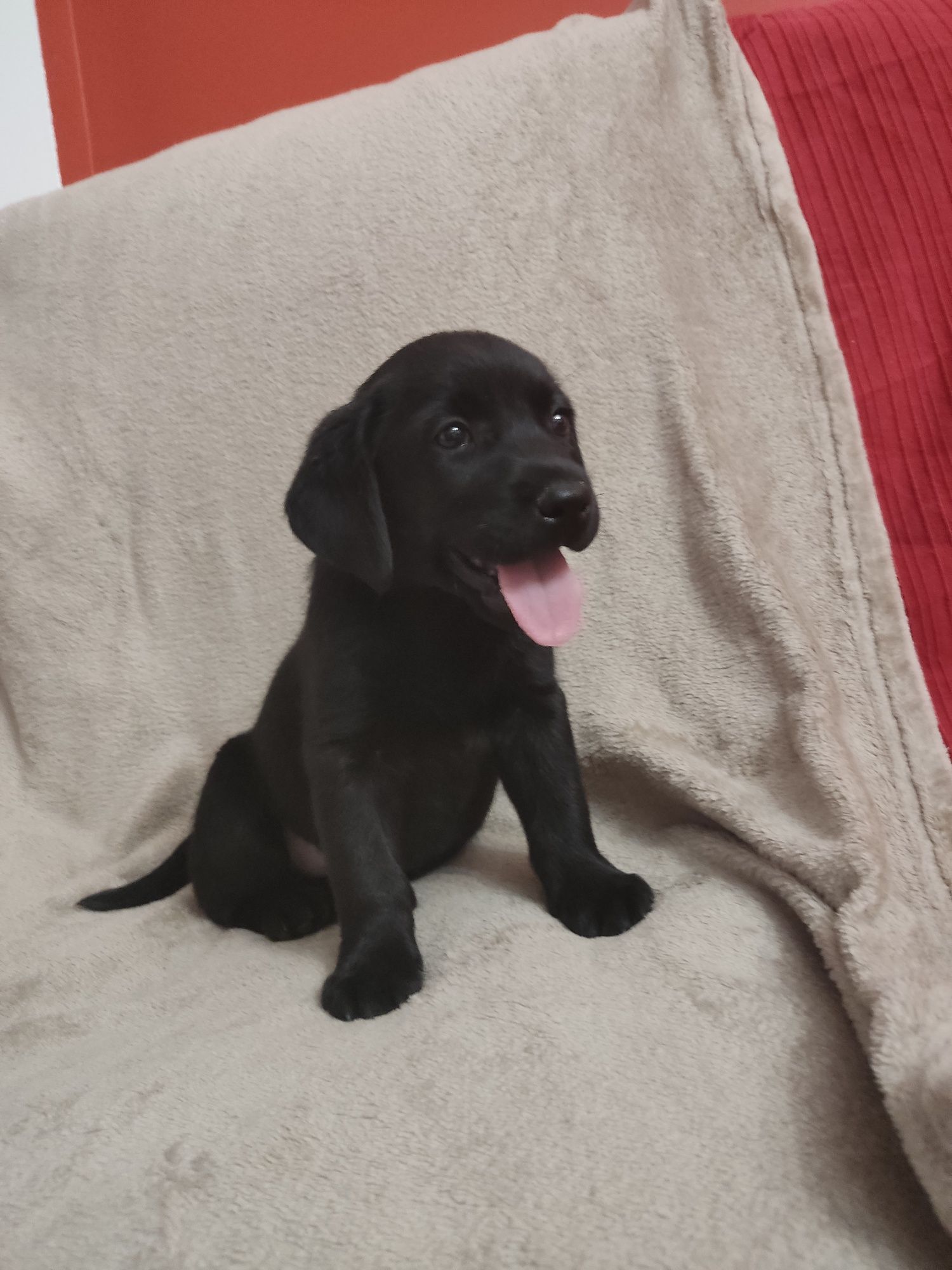 Labrador Preto Fêmea c/ 2 mesinhos