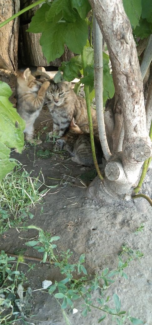 Кошеня !!! Віддам.