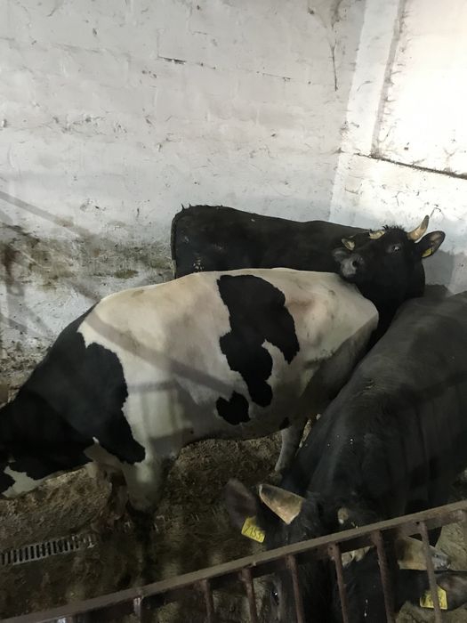 Skup Bydła Krowy Byki Jałówki Cielęta Odsadki