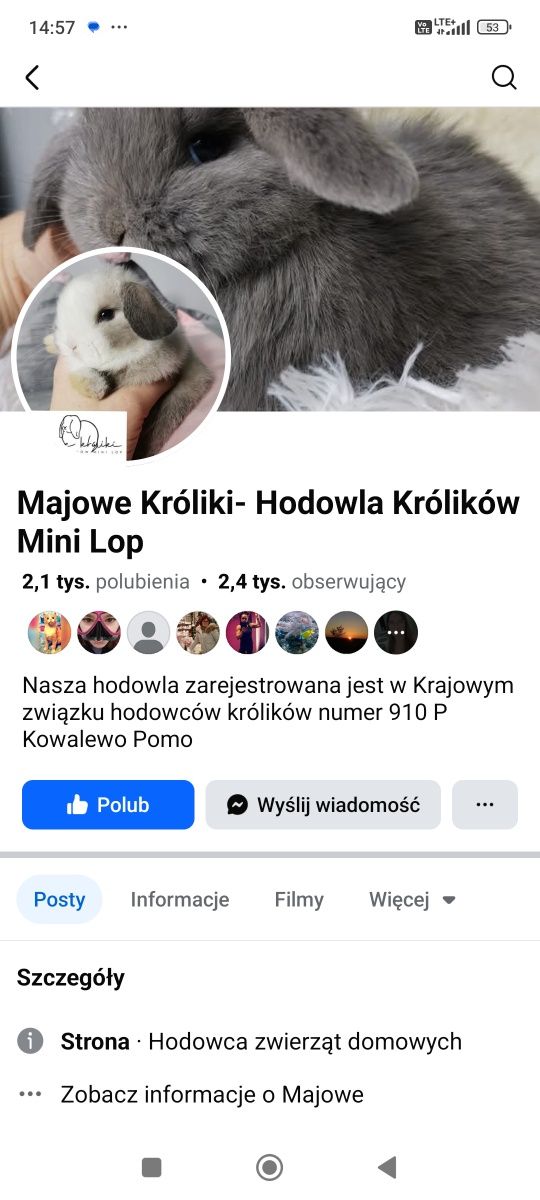 Królik króliczek mini lop hodowla zarejestrowana