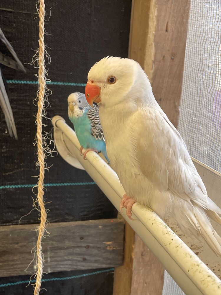Lote de 16 aves