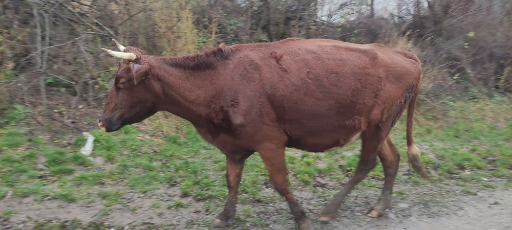Продам молоду корову