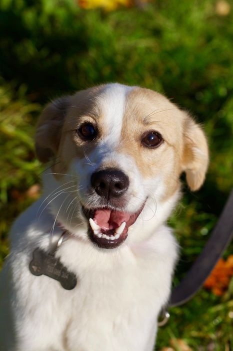 Mała roczna Kiwi czeka na dom