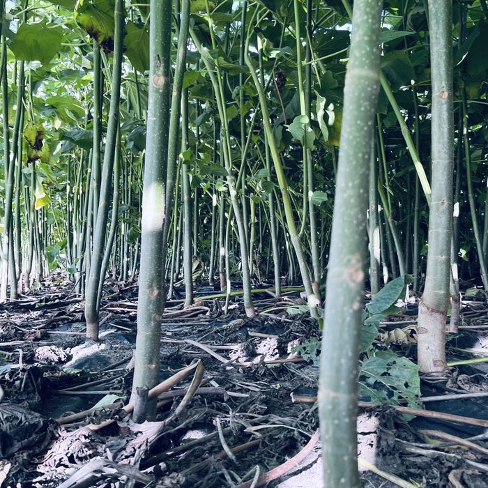 Промислова Павловния, Коріння однорічне 3см, Павловния Безкош.дост