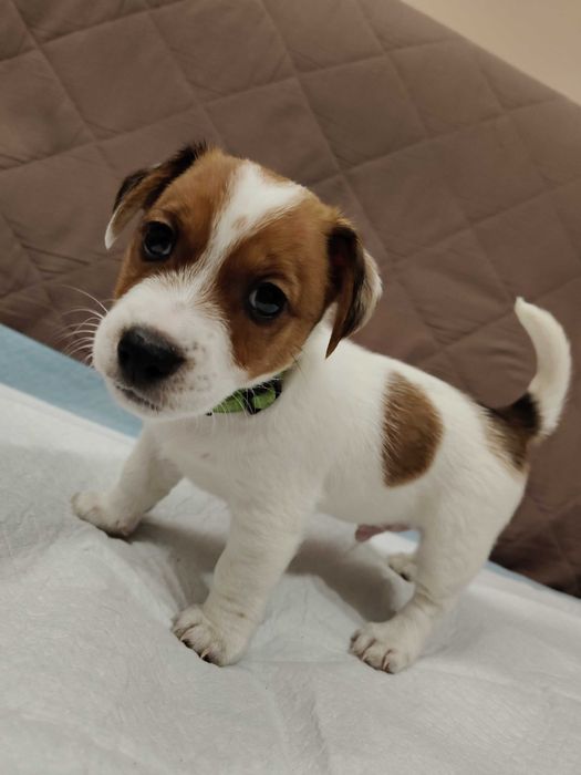 Piesek Jack Russell Terier odbiór początek grudnia