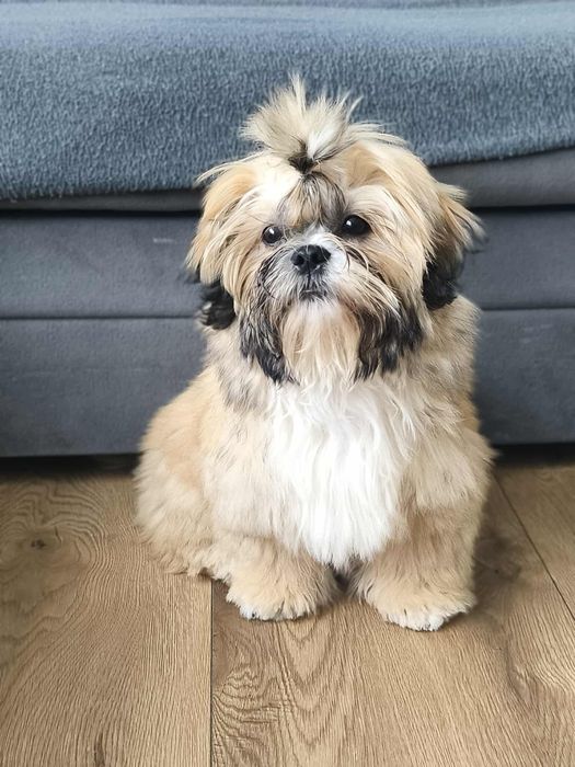 ZAREZERWONANA Sunia rasy shih tzu tricolor