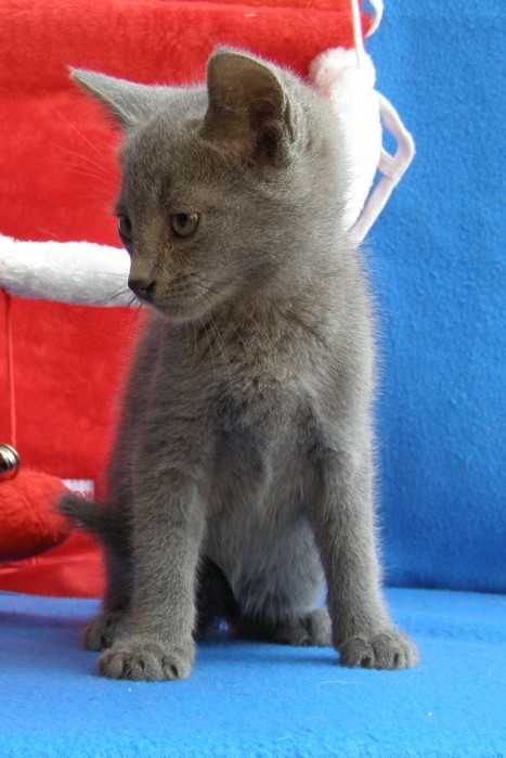 Kot Rosyjski Niebieski