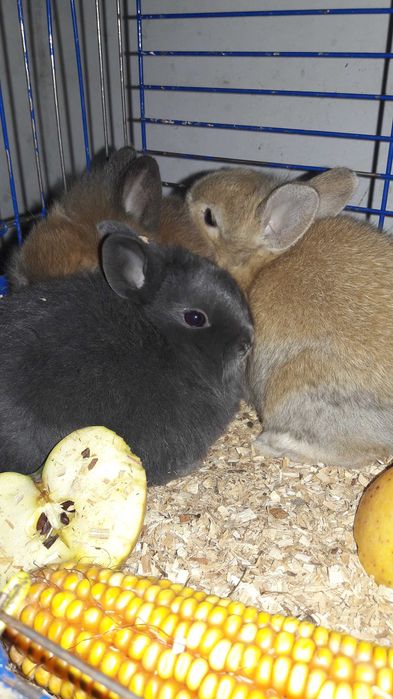 Декоративные кролики