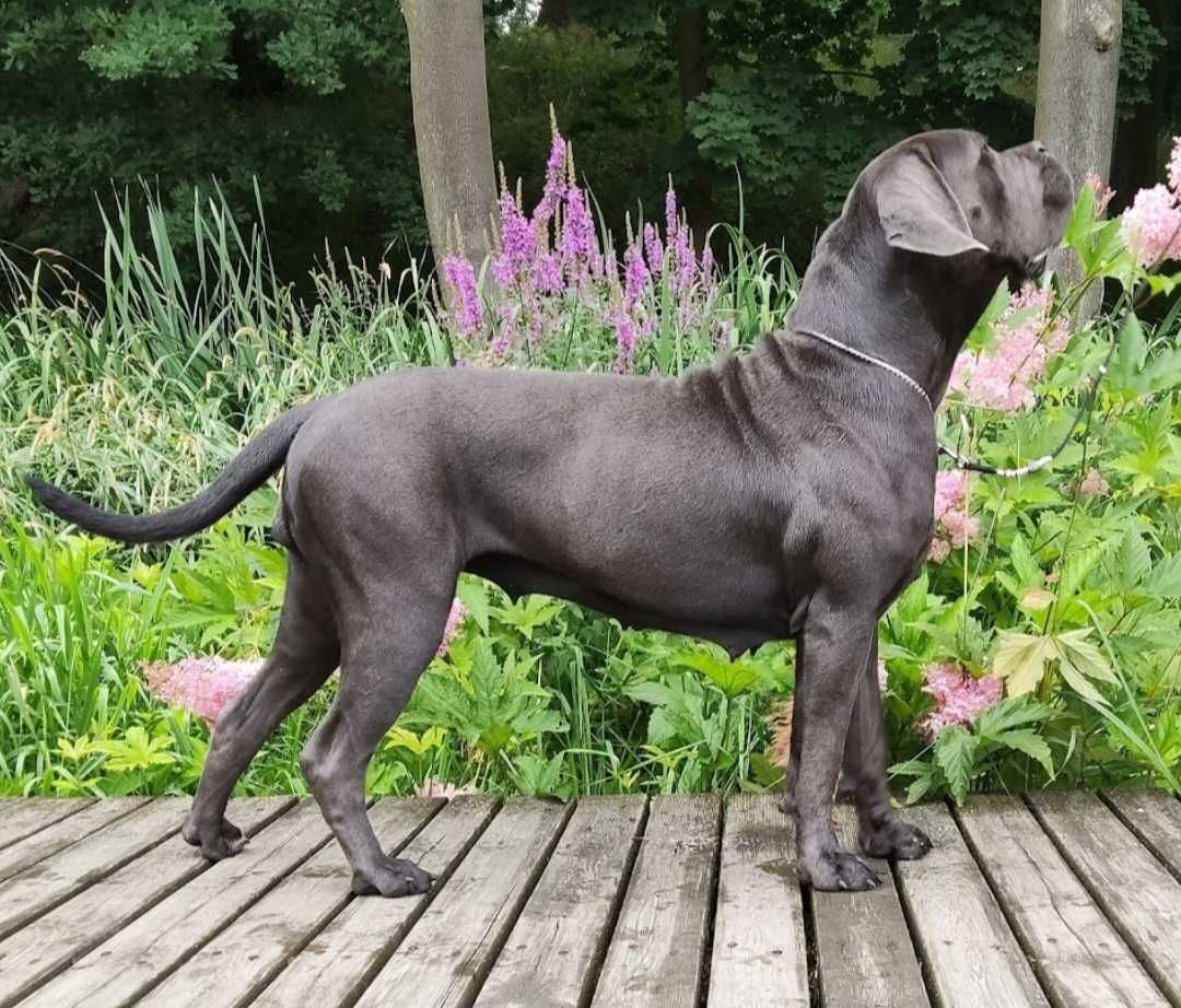 Szary Pręgowany Samiec Cane Corso ZKwP/FCI oddział Wrocław