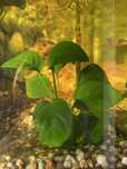 planta viva de aquário anubia