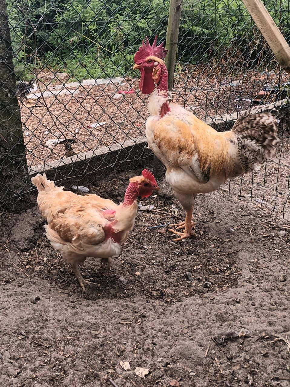 Patos pintos perus e casal de amarela