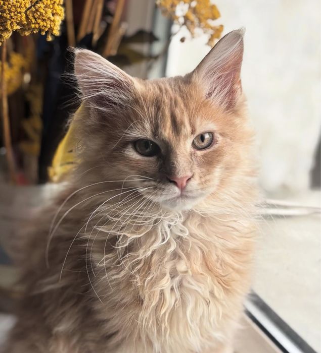 Kremowy rudy kotek kocurek maine coon fife fci gotowy do odbioru