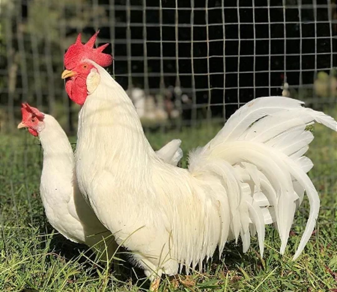 Ovos fecundados várias raças e pintos