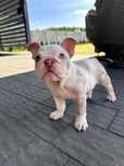 Buldog angielski sunia merle