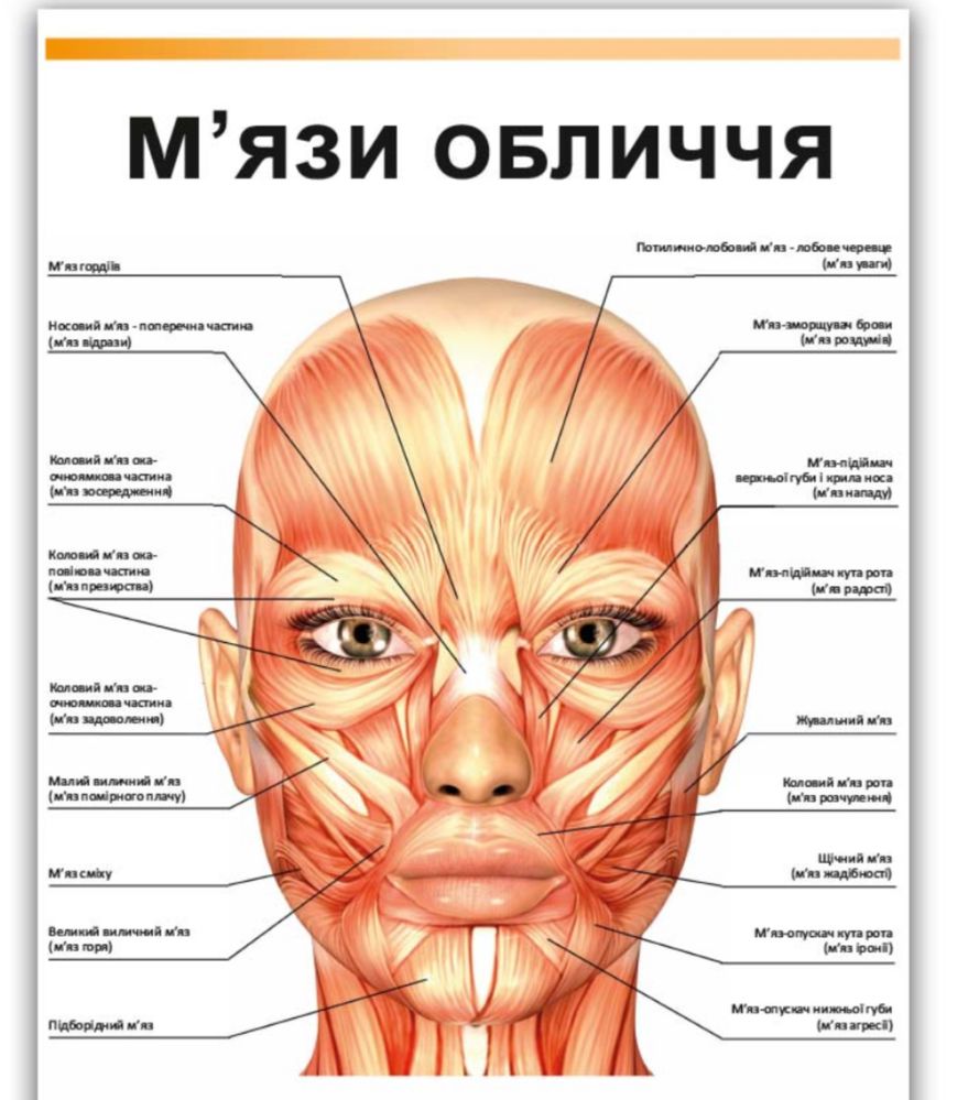 Внутрішні/зовнішні мʼязи язика/корекція звуковимови Логопед