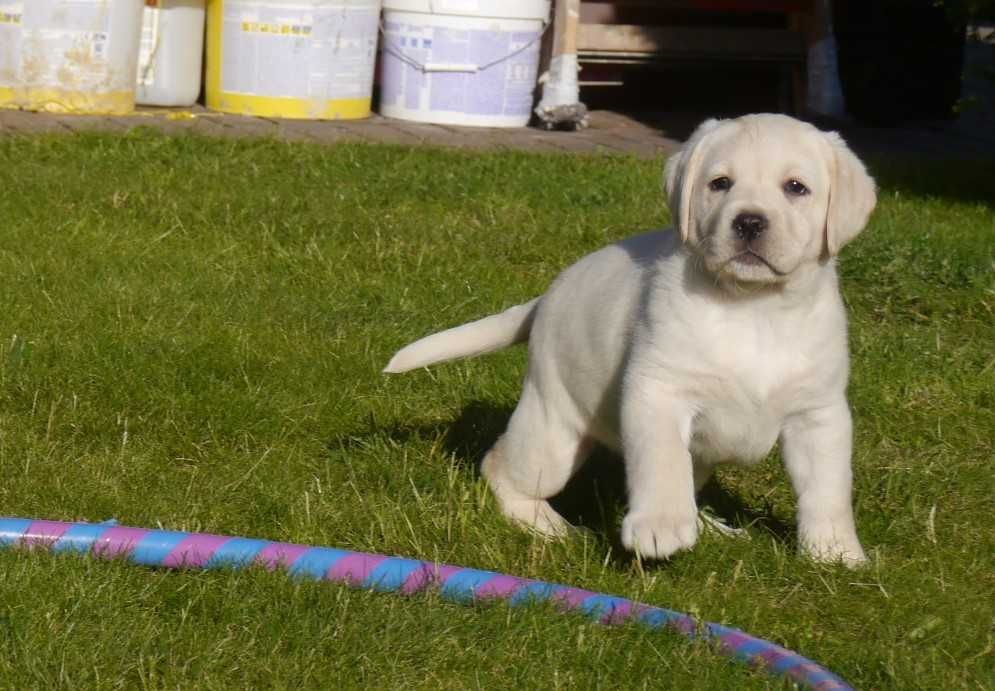 Labrador retriever - biszkoptowa suczka z rodowodem [FCI]