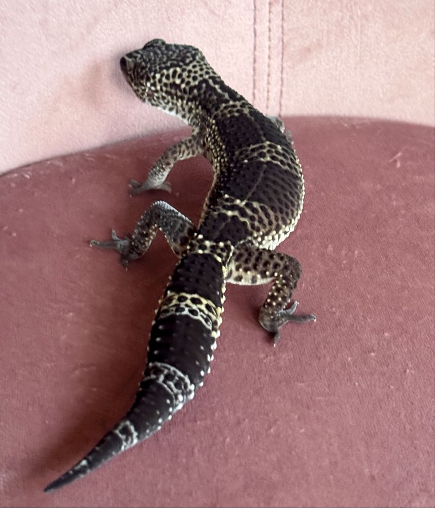 Gekony lamparcie - Carbon - maluchy 07/2025 - Eublepharis macularius