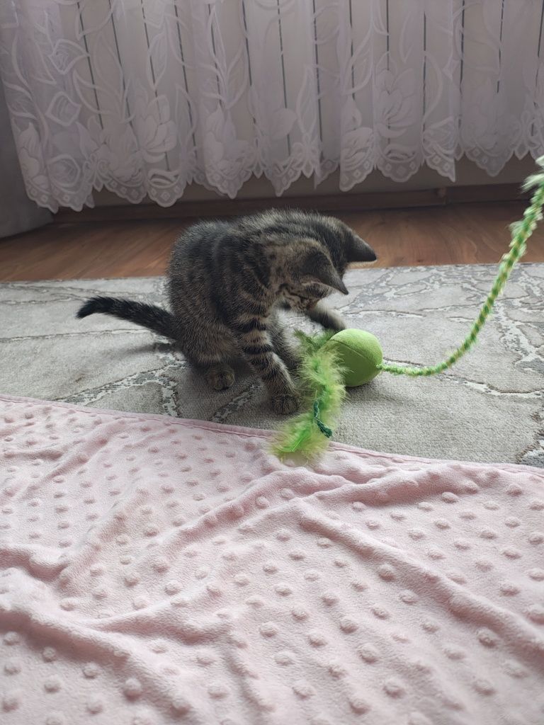Oddam kotkę w dobre ręce.