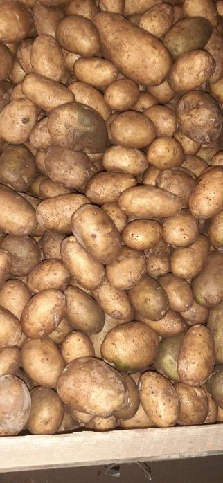 Ziemniaki odpadowe/paszowe