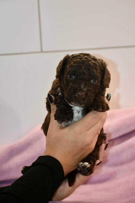 Szczenięta Lagotto Romagnolo — ZKwP / FCI