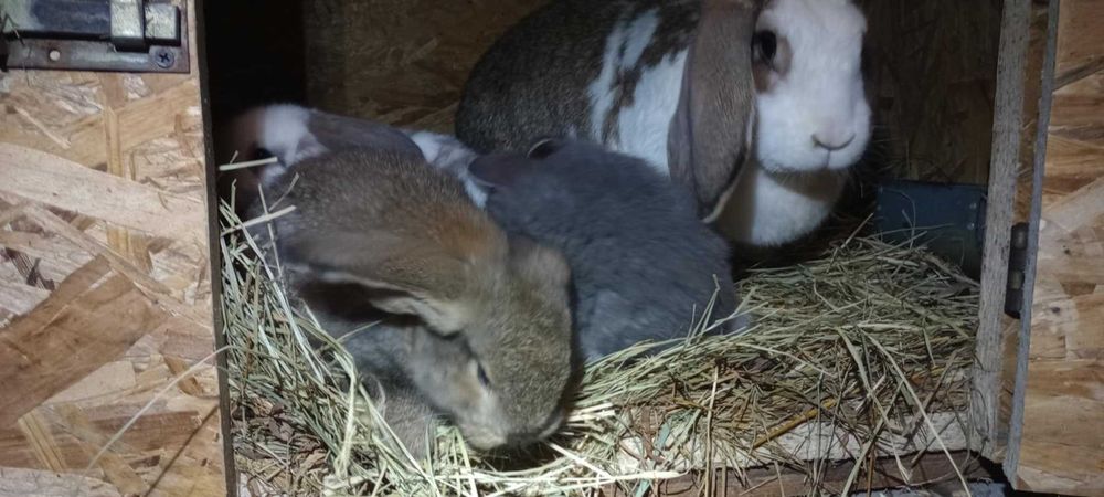 króliki małe  mieszanka barana francuskiego