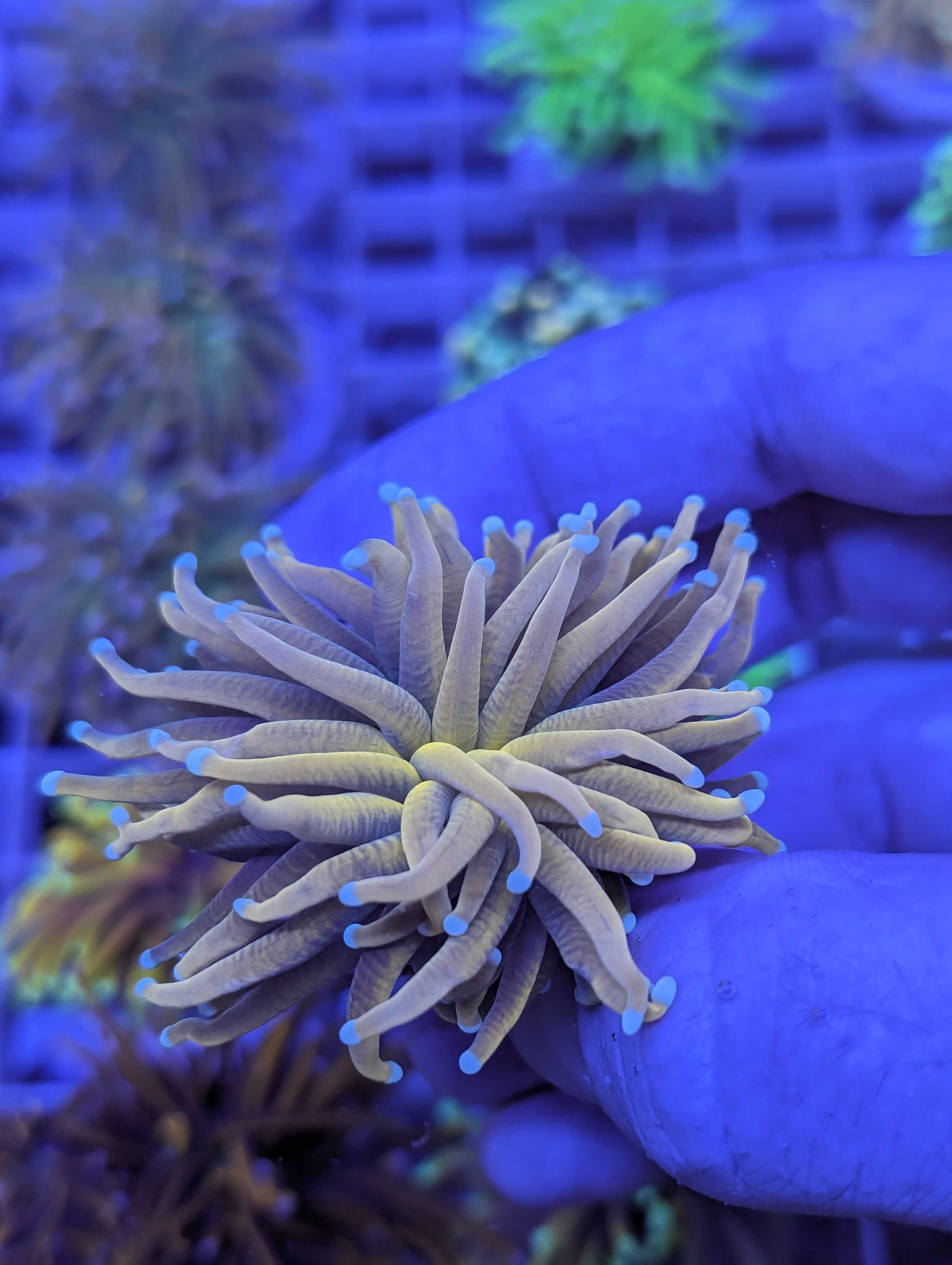 Koralowce Euphyllia glabrescens Candy Gold WYSIWYG #R5M3