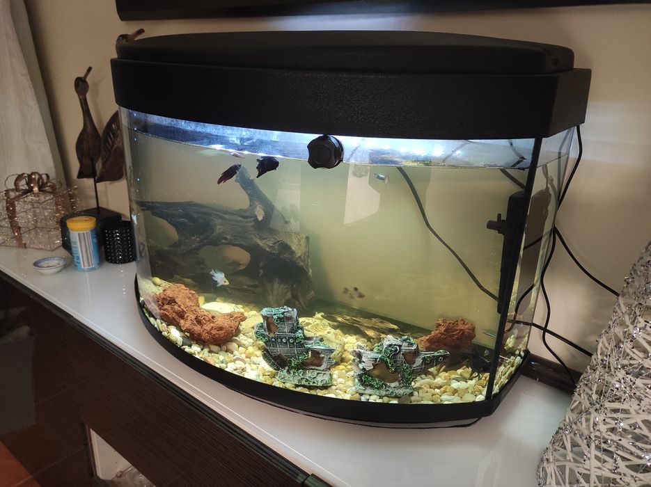 Aquário panorâmico