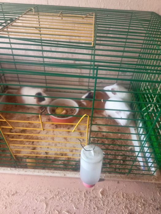 Продам дешево терміново морських свинок