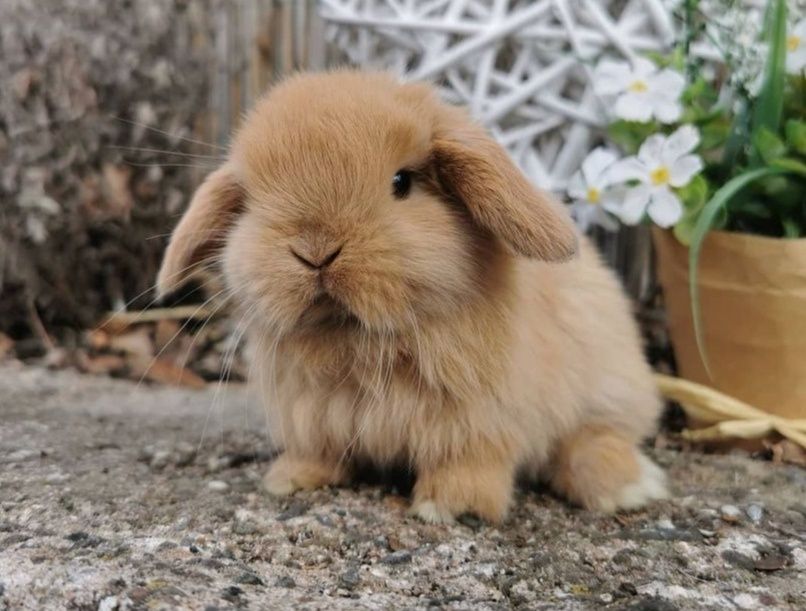 KIT Coelhos anões orelhudos, mini lop super inteligentes e dóceis