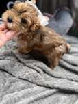 Yorkshire Terrier Ocena Pearl