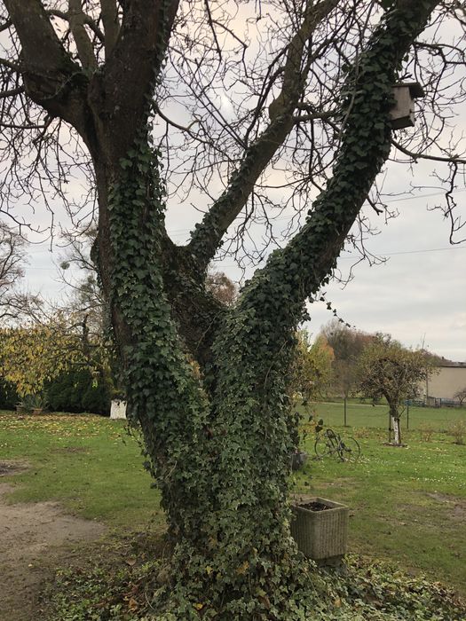 Drzewo orzecha włoskiego 80-letnie